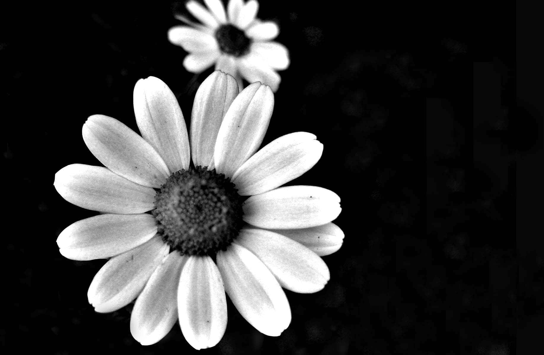 Billedeaf Lyse Hvide Blomster, Der Springer Ud I Farver.