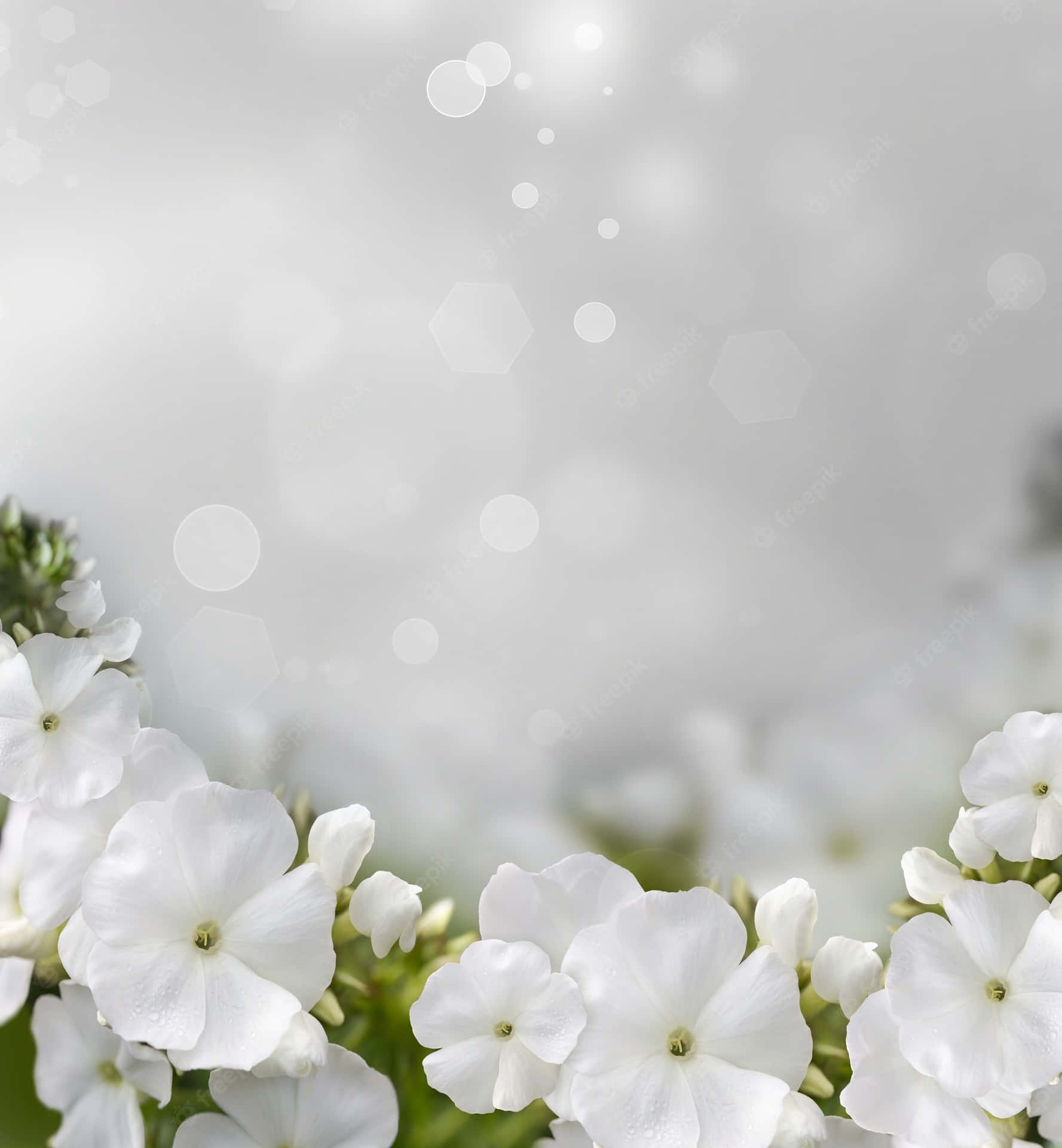 Einstrauß Weicher Weißer Blumen
