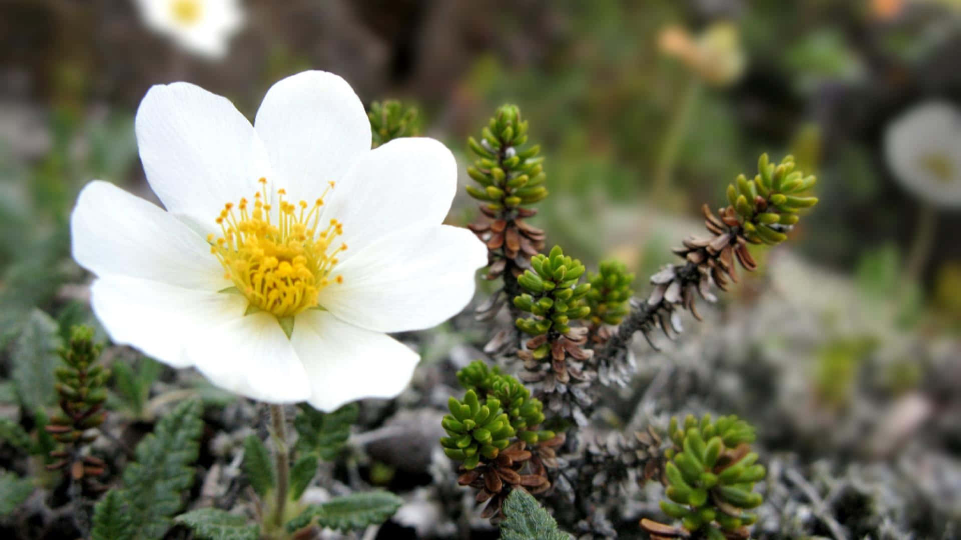 Stunning White Flowers in Full Bloom