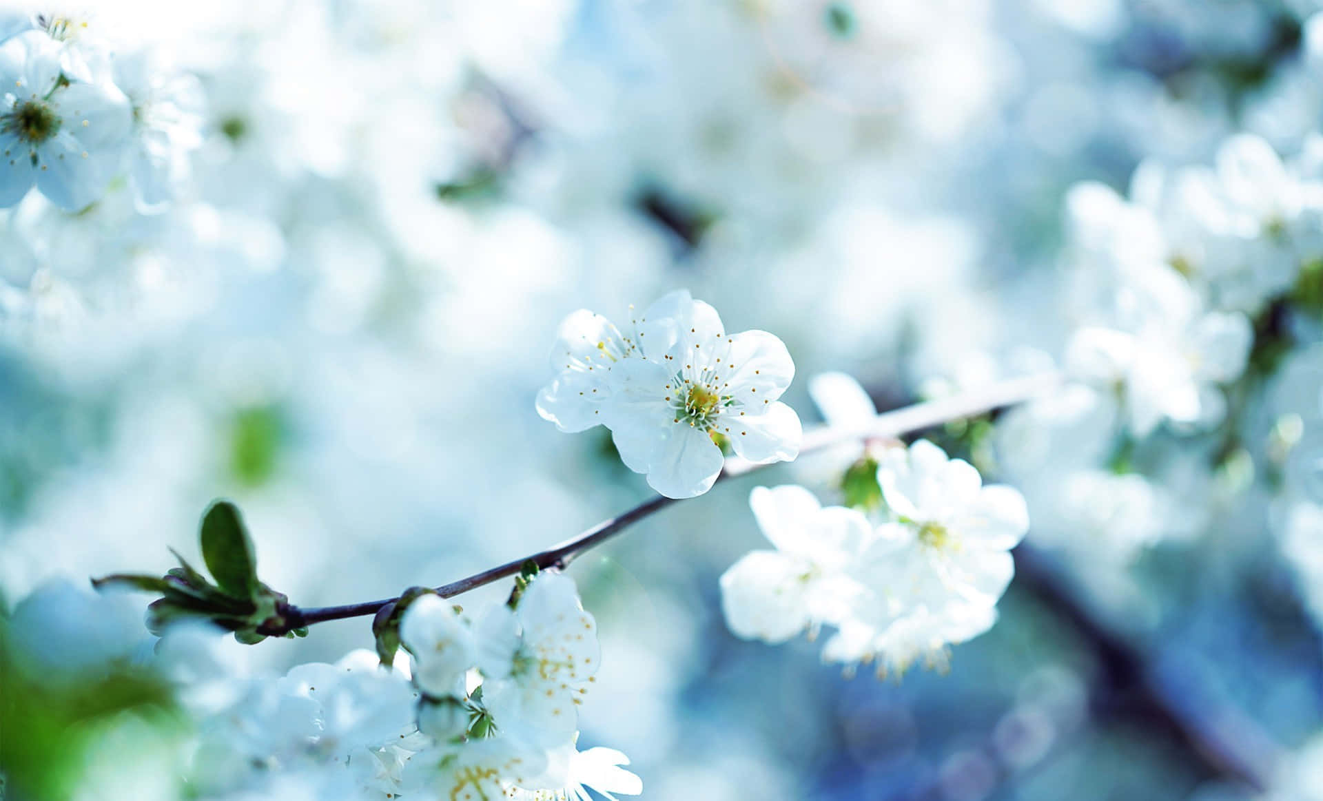 Sartehvide Blomsterblade Åbner Sig For At Afsløre En Skjult Skønhed