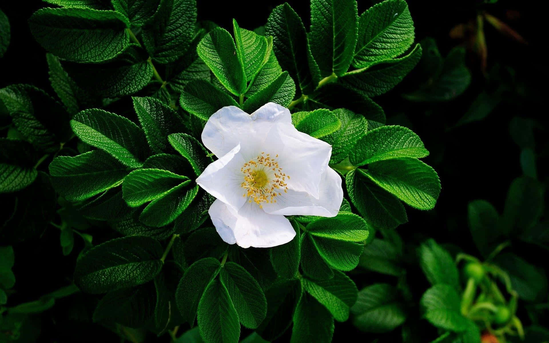 Stunning White Flowers in Full Bloom