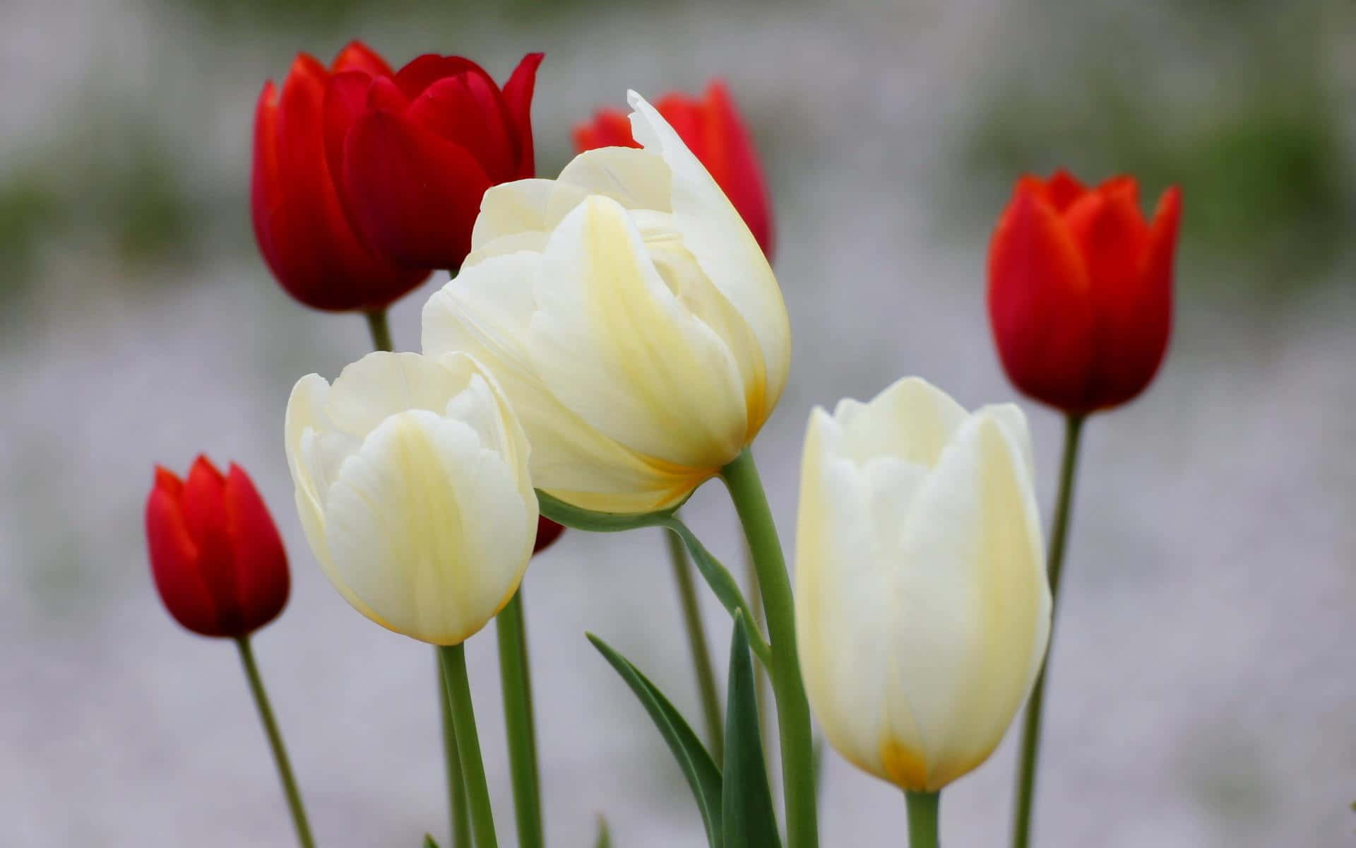 A Close-Up of Delicate White Flowers in Full Bloom