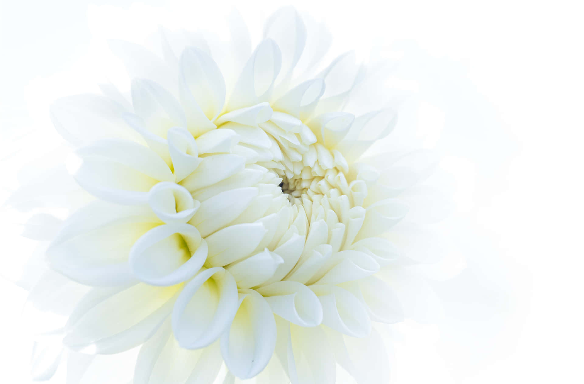 Schönheitder Natur - Genieße Die Natürliche Sanftheit Weißer Blumen