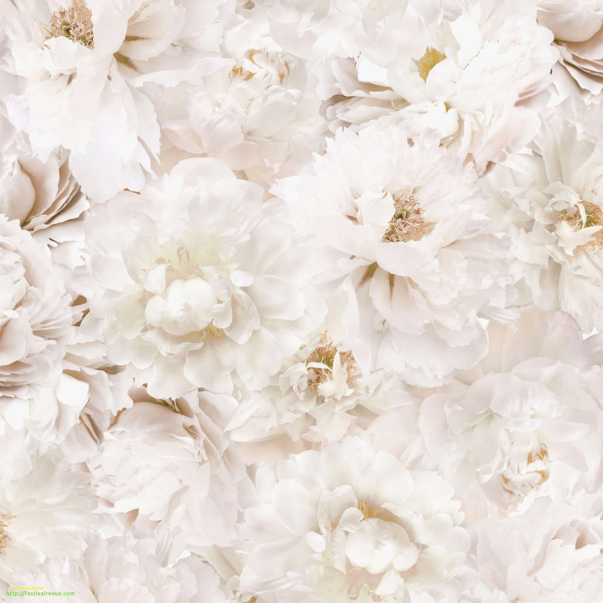 Elegant White Flowers Blossoming
