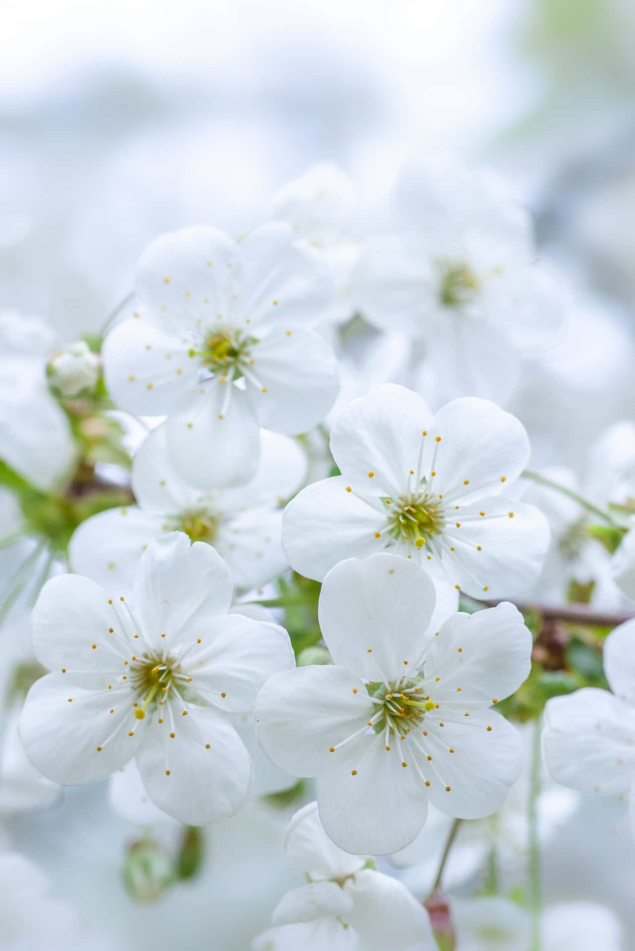 Frisksne Hvide Blomster