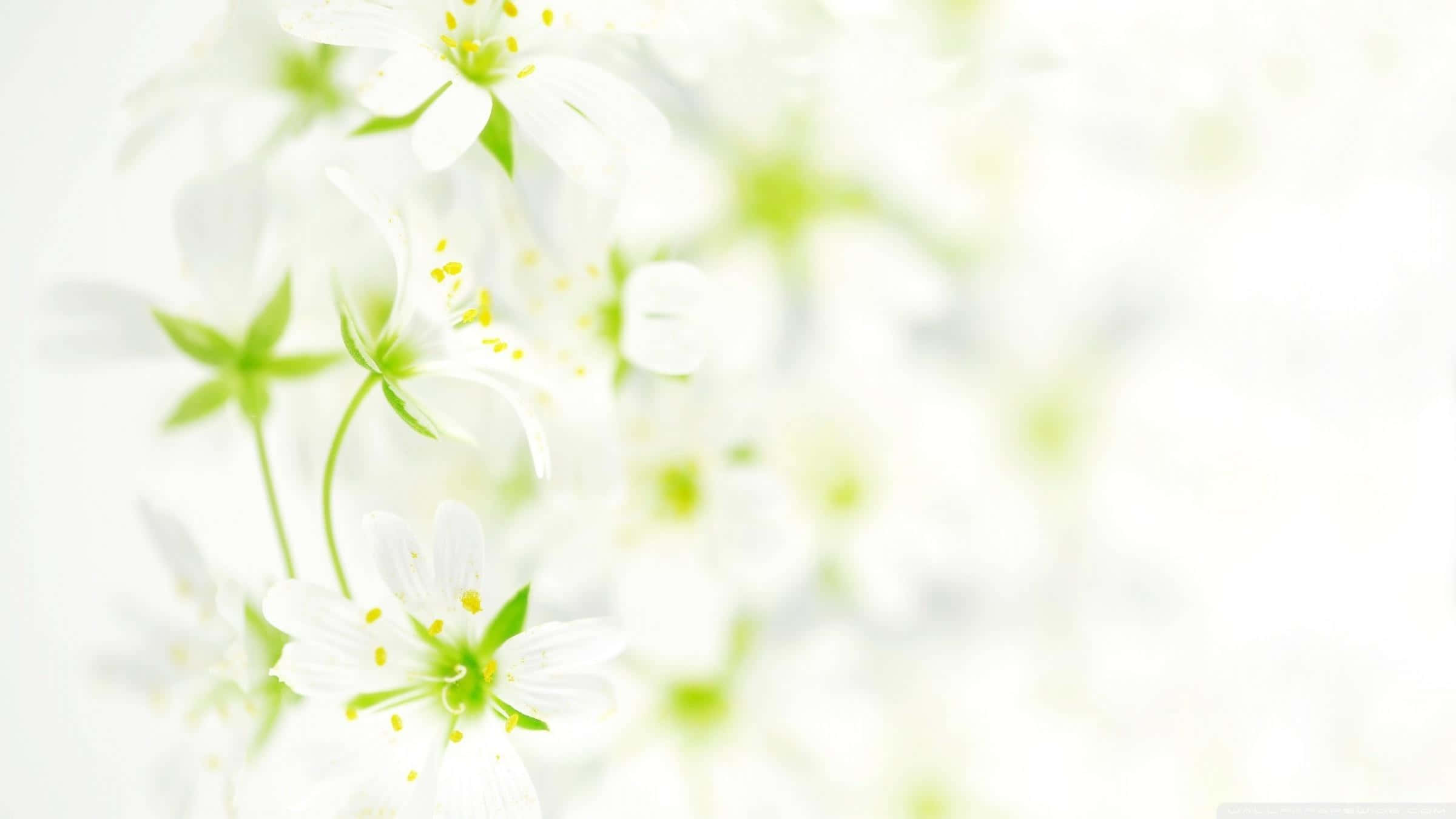 White Flowers 2400 X 1350 Picture