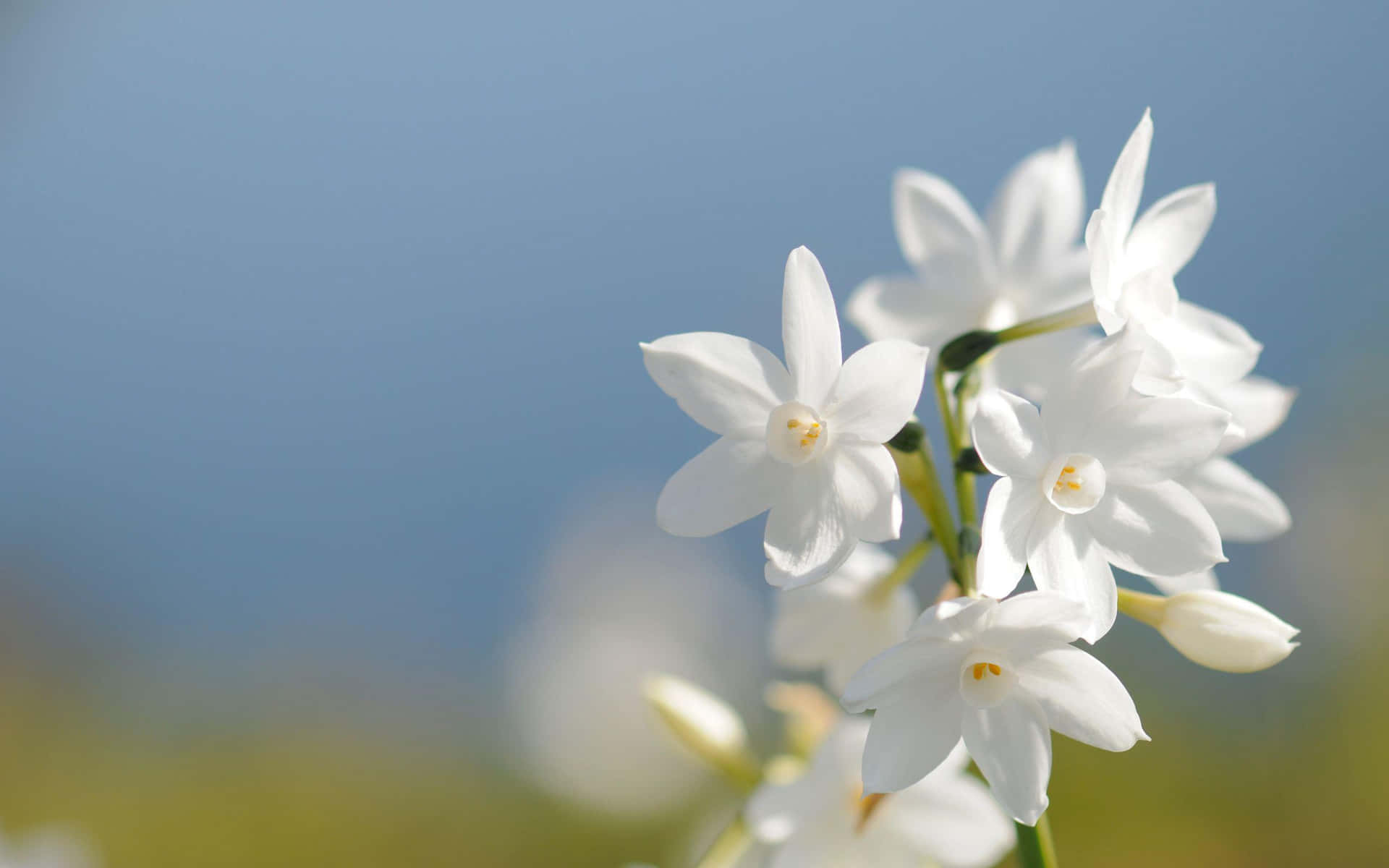 Elegant White Flowers in Full Bloom