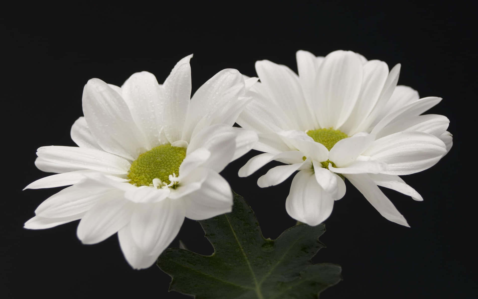 Serene Beauty of White Flowers