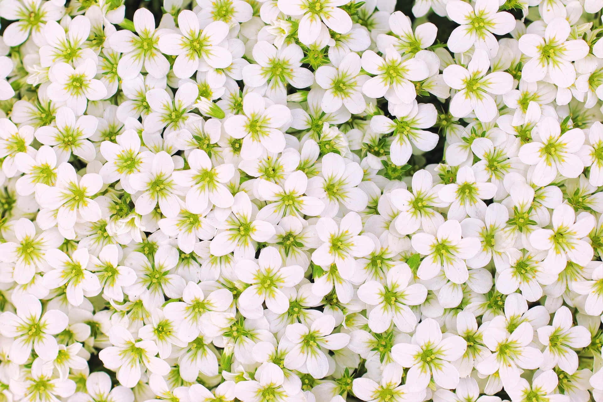 Delightful White Flowers Bloom in the Garden