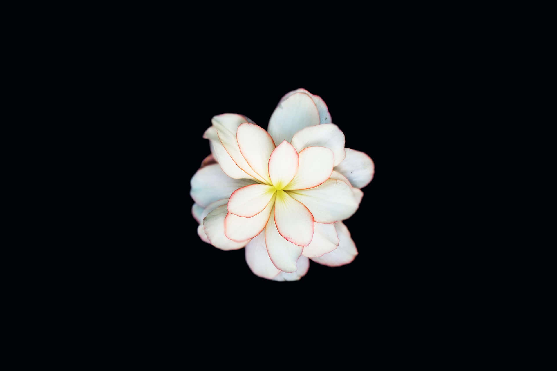 Beautiful White Flowers in Full Bloom