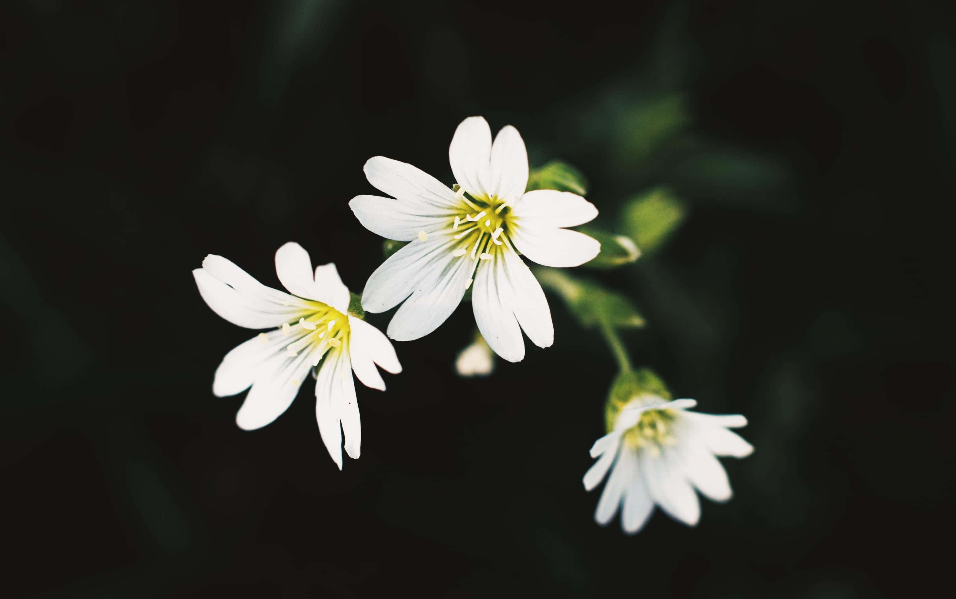 Einwunderschöner Strauß Weißer Blumen