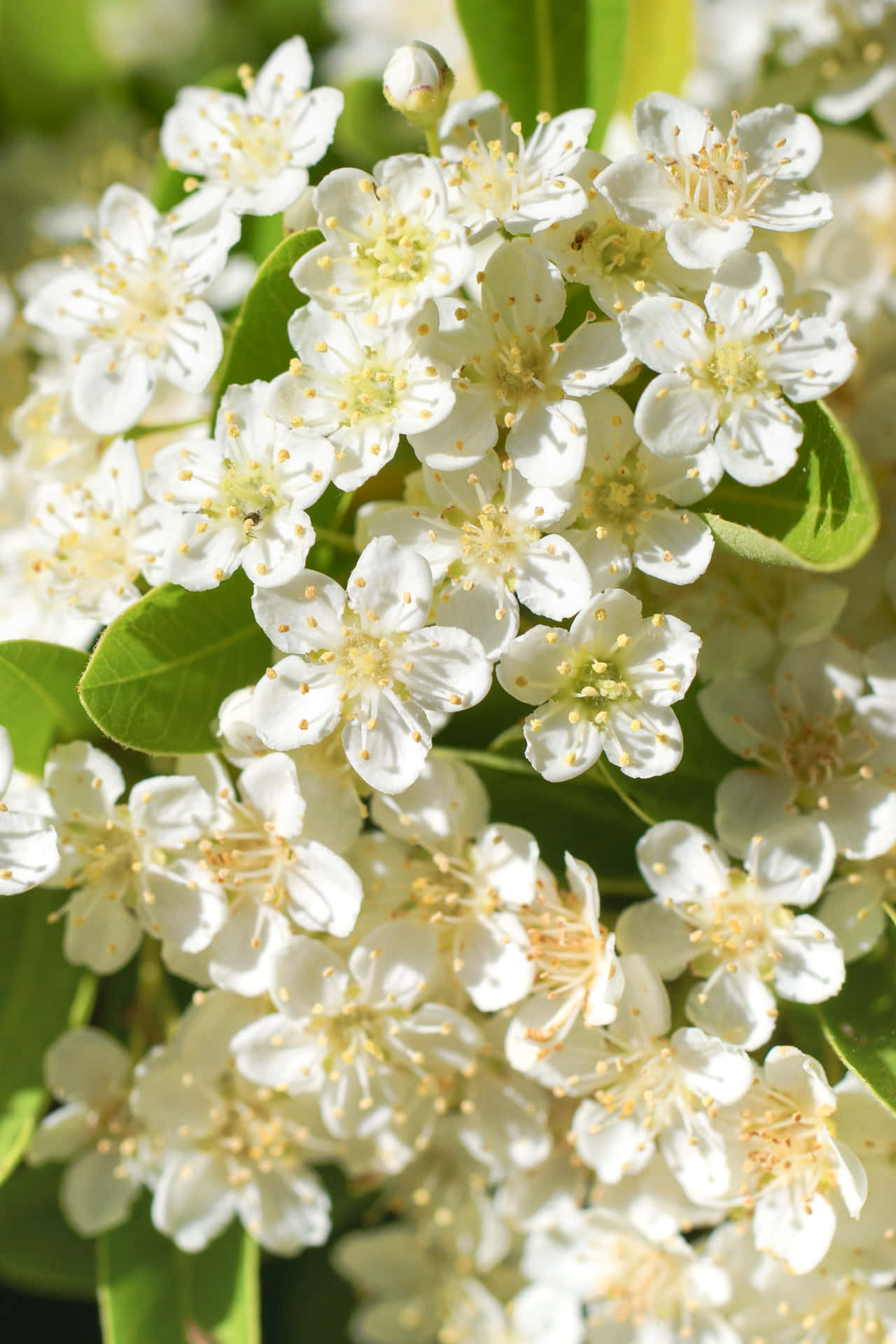 "Beautiful White Flowers in a Garden"