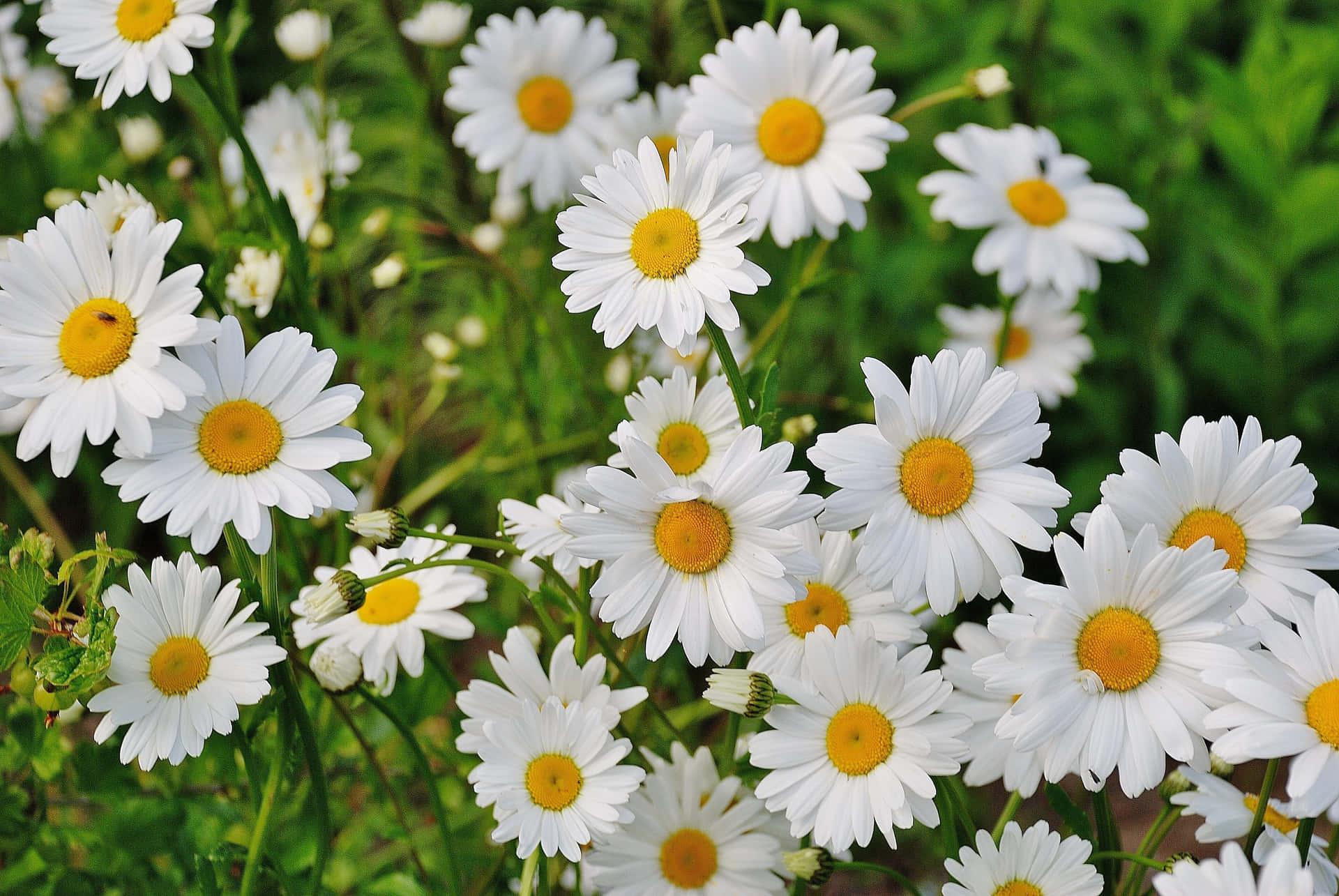 Skønhedenaf Hvide Blomster