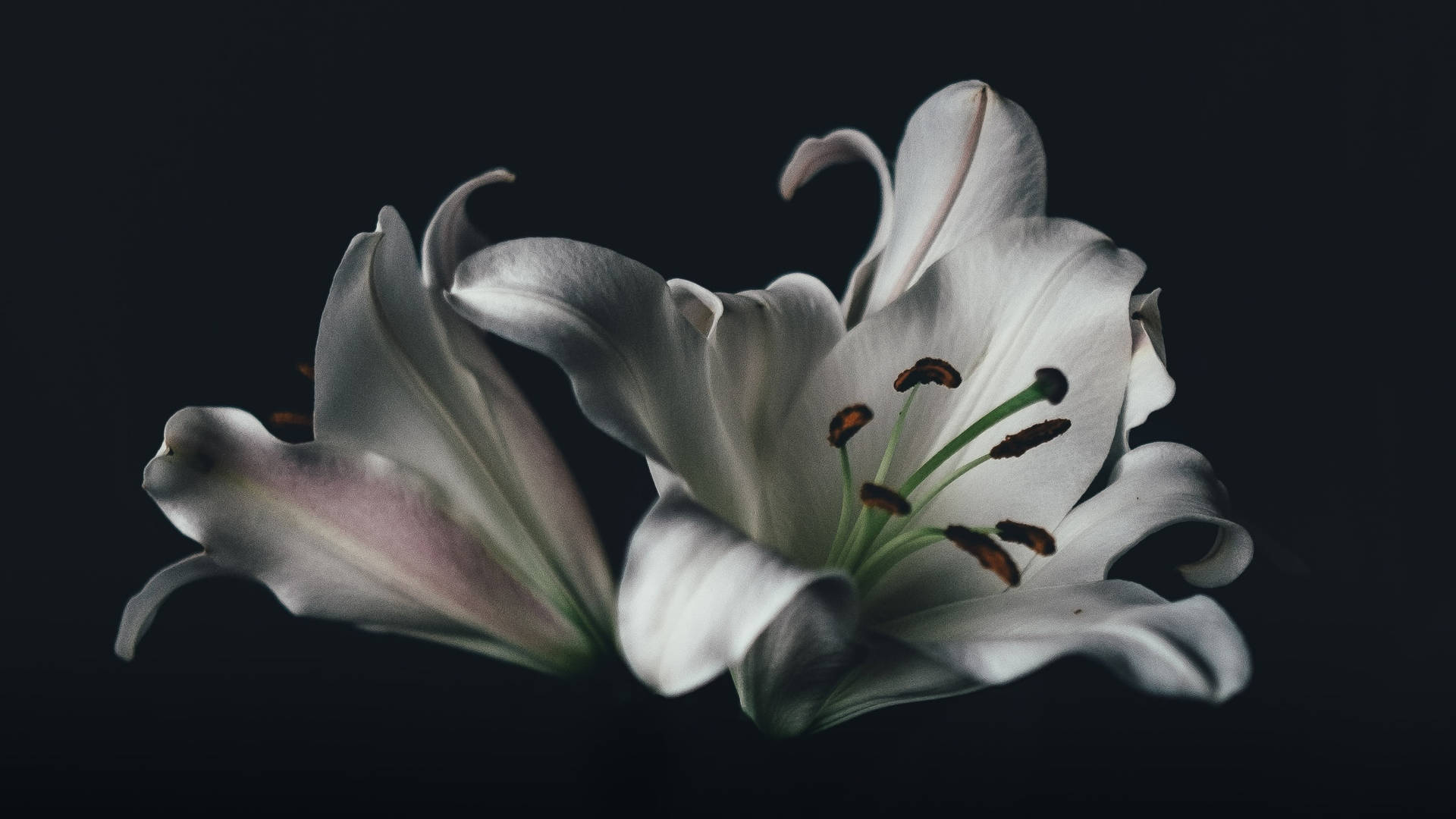 White Flowers Black Aesthetic