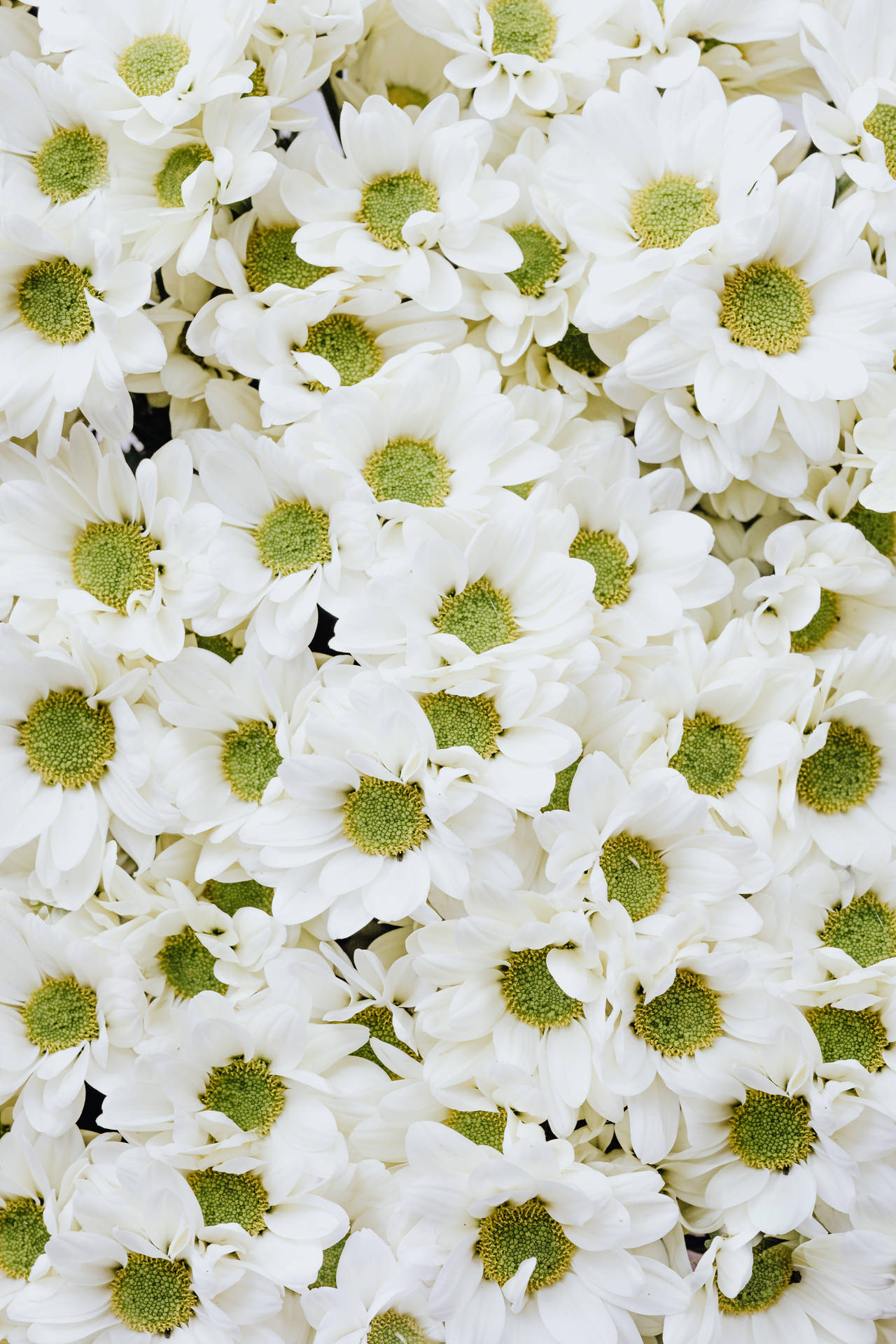 Hvide Blomster Chrysanthemums Baggrund Wallpaper