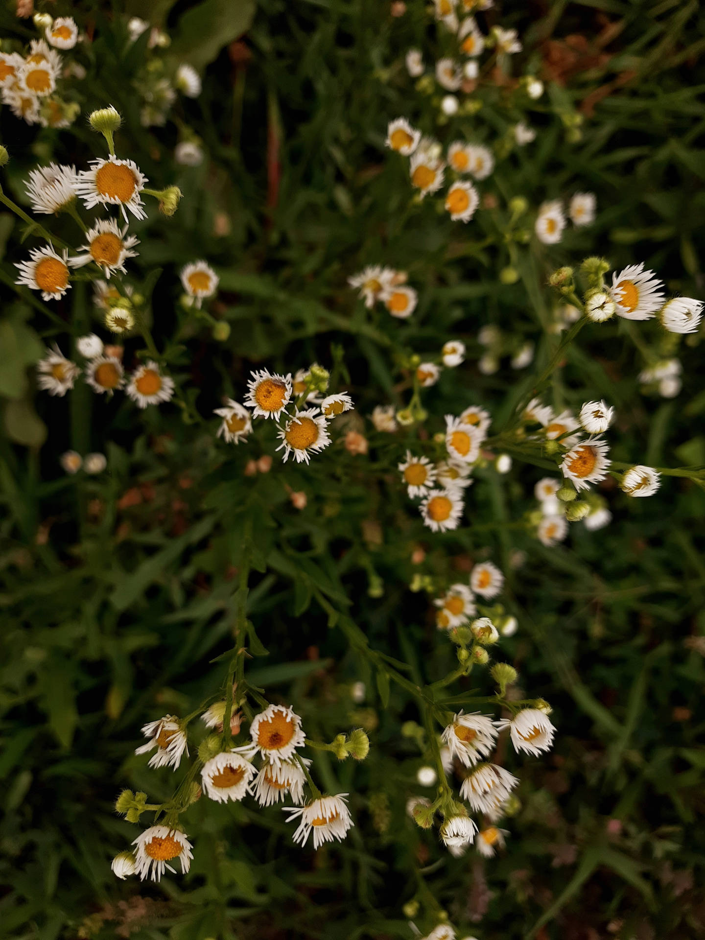 White Flowers Grass Cottagecore Aesthetic