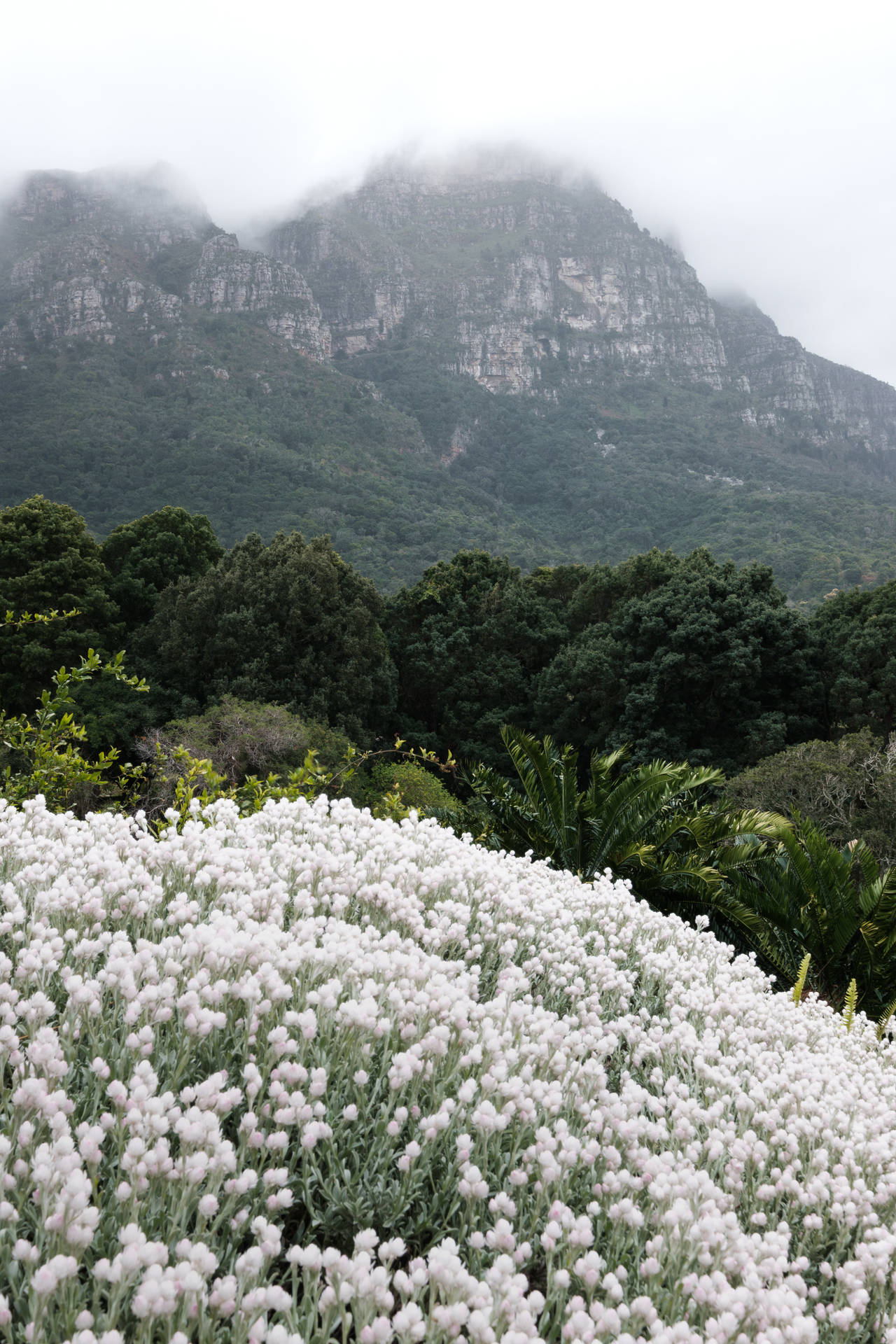 White Flowers Mountains Background