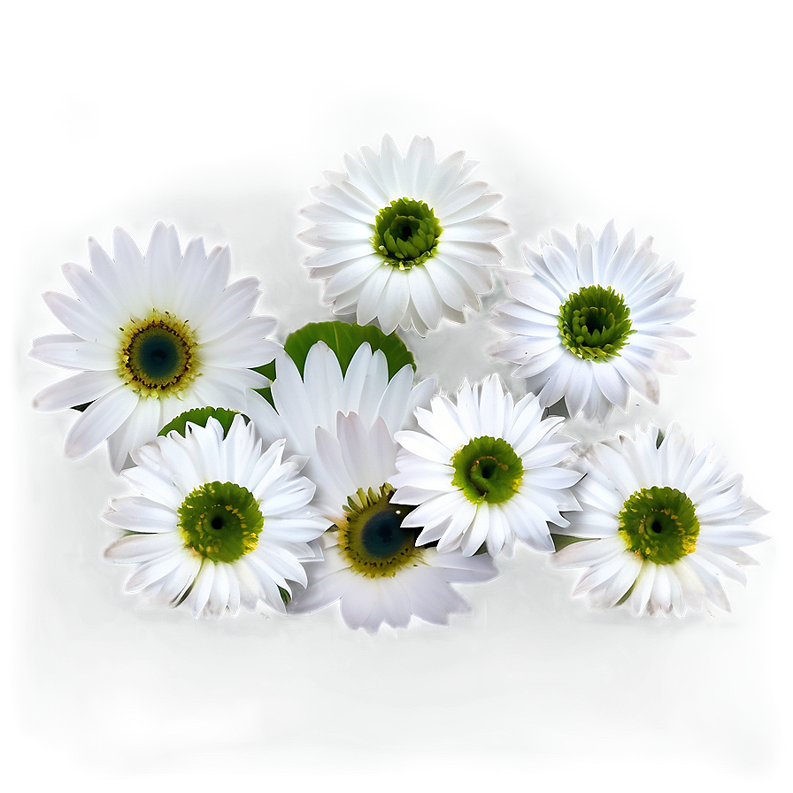 White Flowers Petals Png Mwm PNG