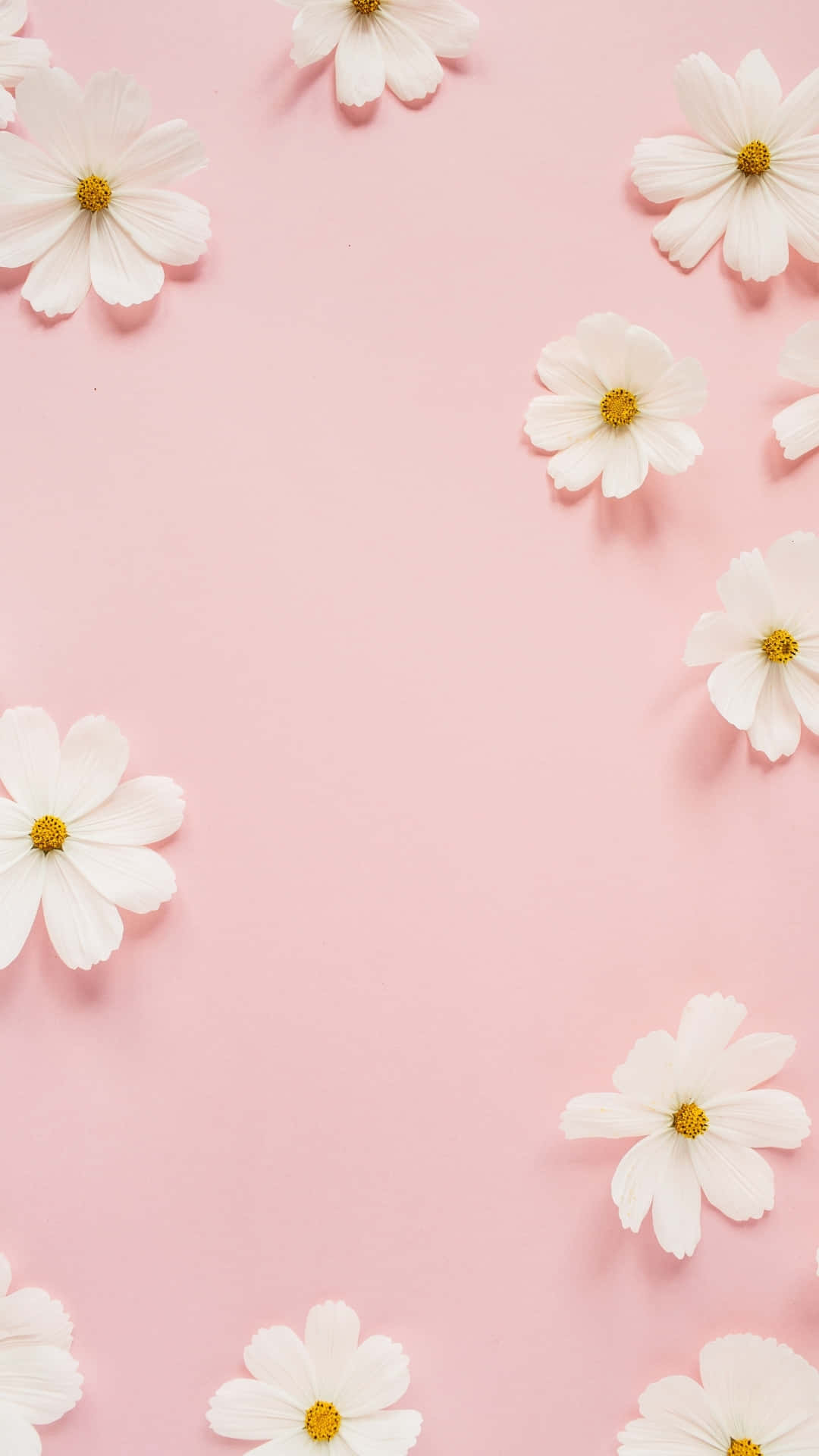 White Flowers Pink Background Wallpaper