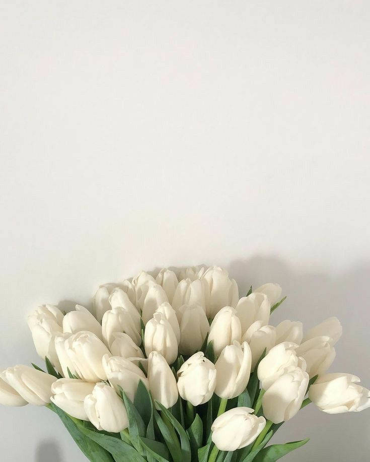 White Flowers Tulips Wallpaper