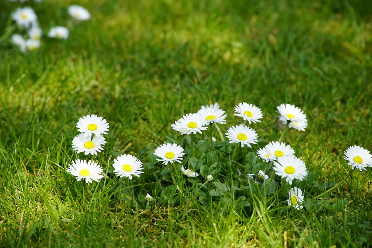 White Flowers With A Perennial Smell On The Ground Wallpaper