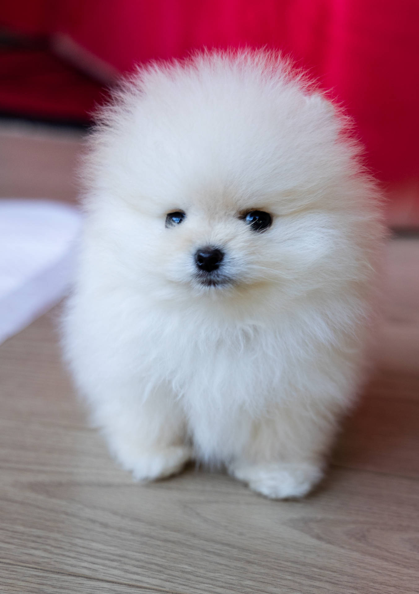 White Fluffy Round Pomeranian Puppy Wallpaper