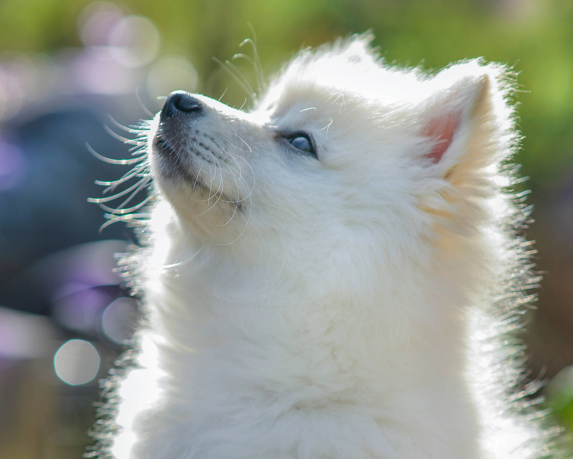 White Fox Face Pomeranian Wallpaper