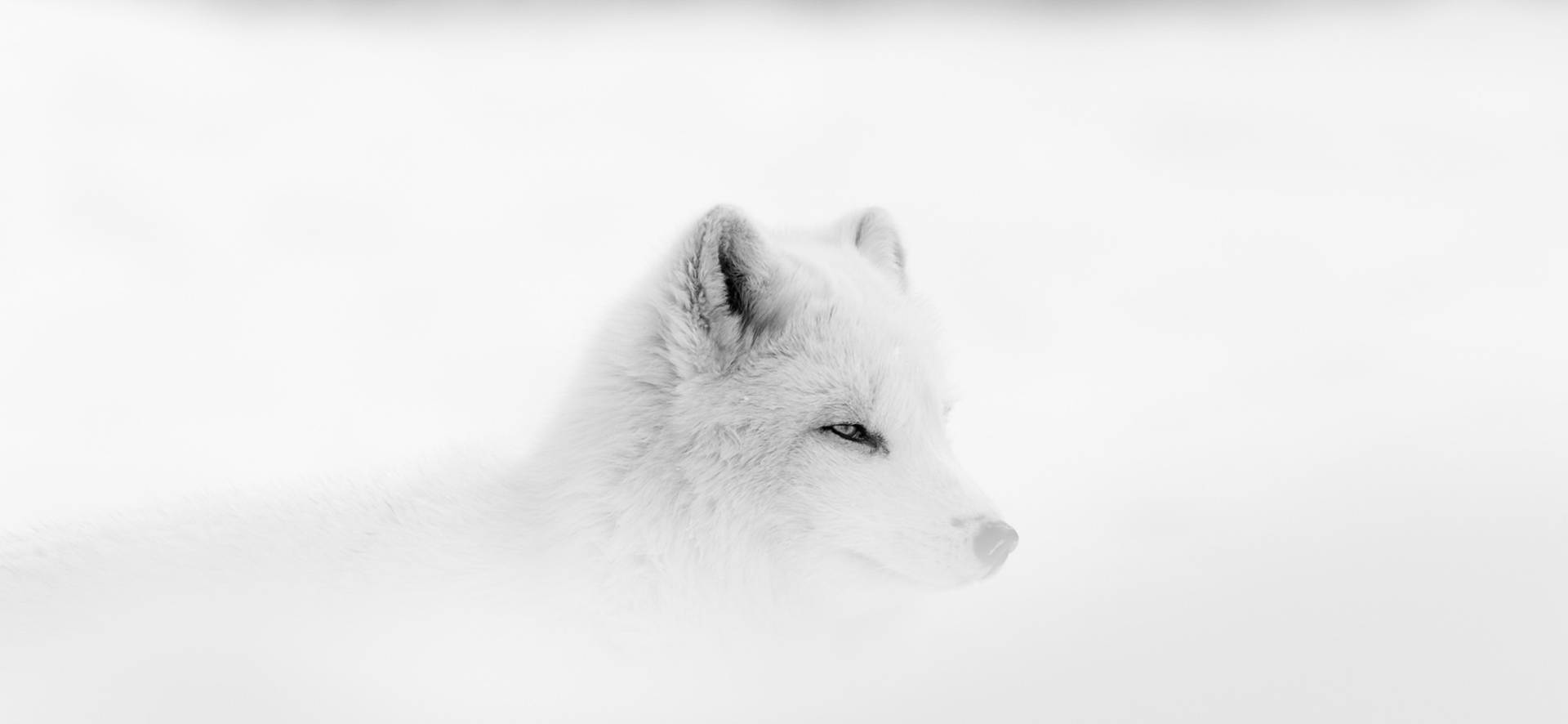 White Fox In Mist Wallpaper