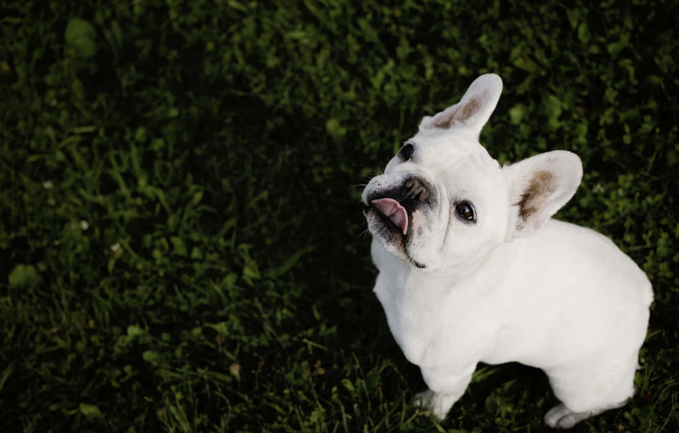 White French Bulldog Puppy Look Up Background