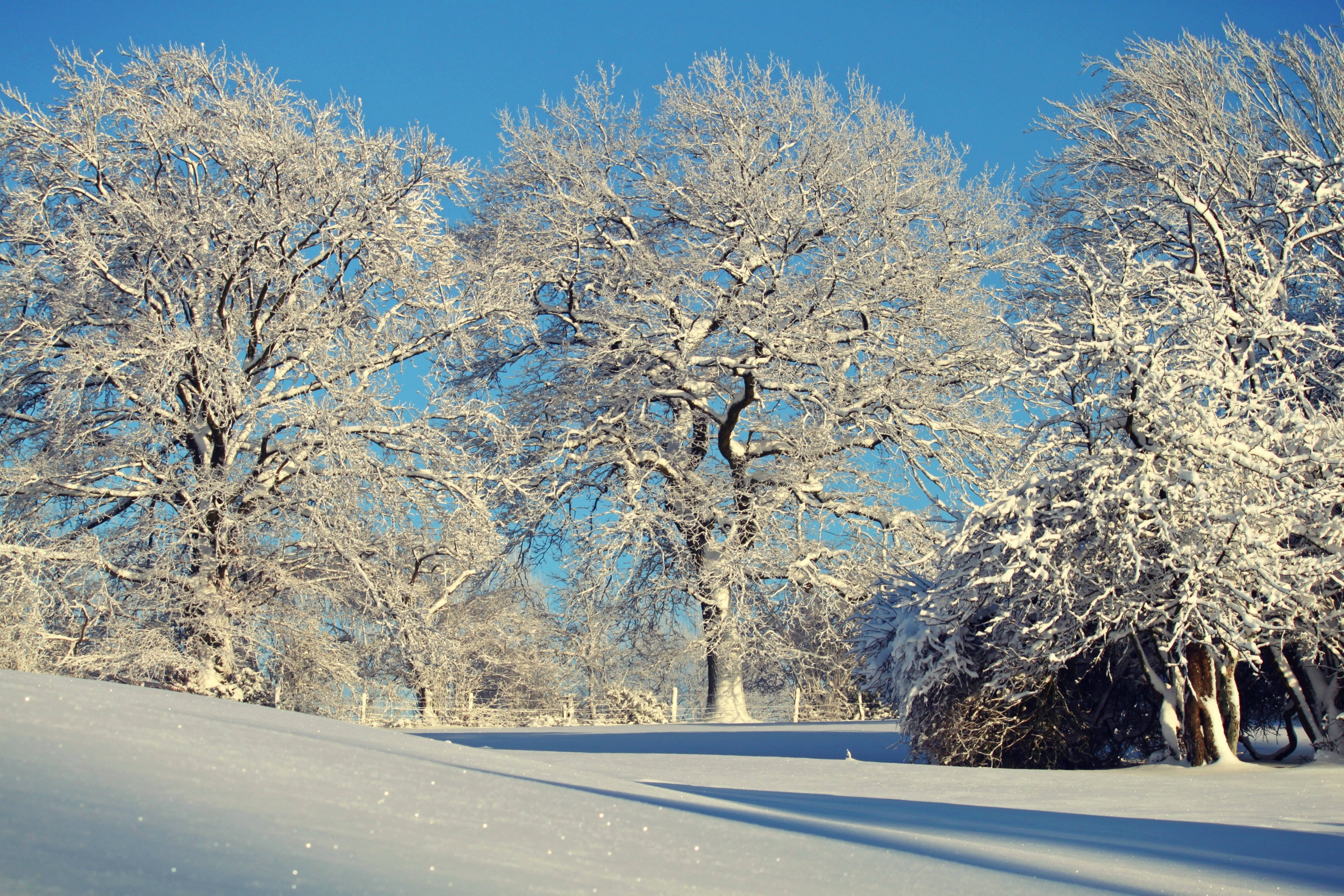 White Frozen Trees Winter Scenery Wallpaper