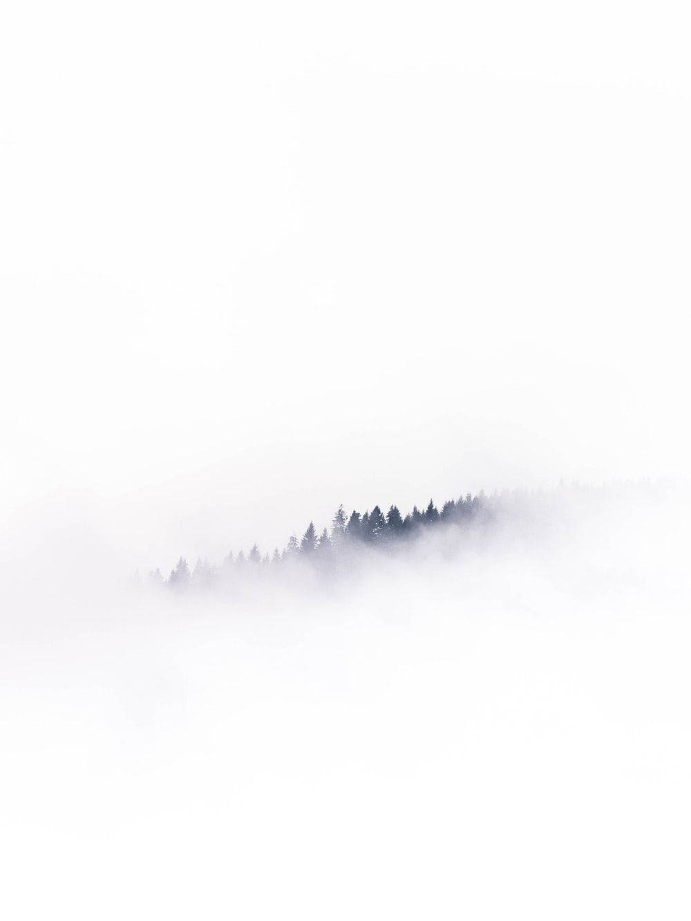 White Full Screen Forest In Mist Wallpaper