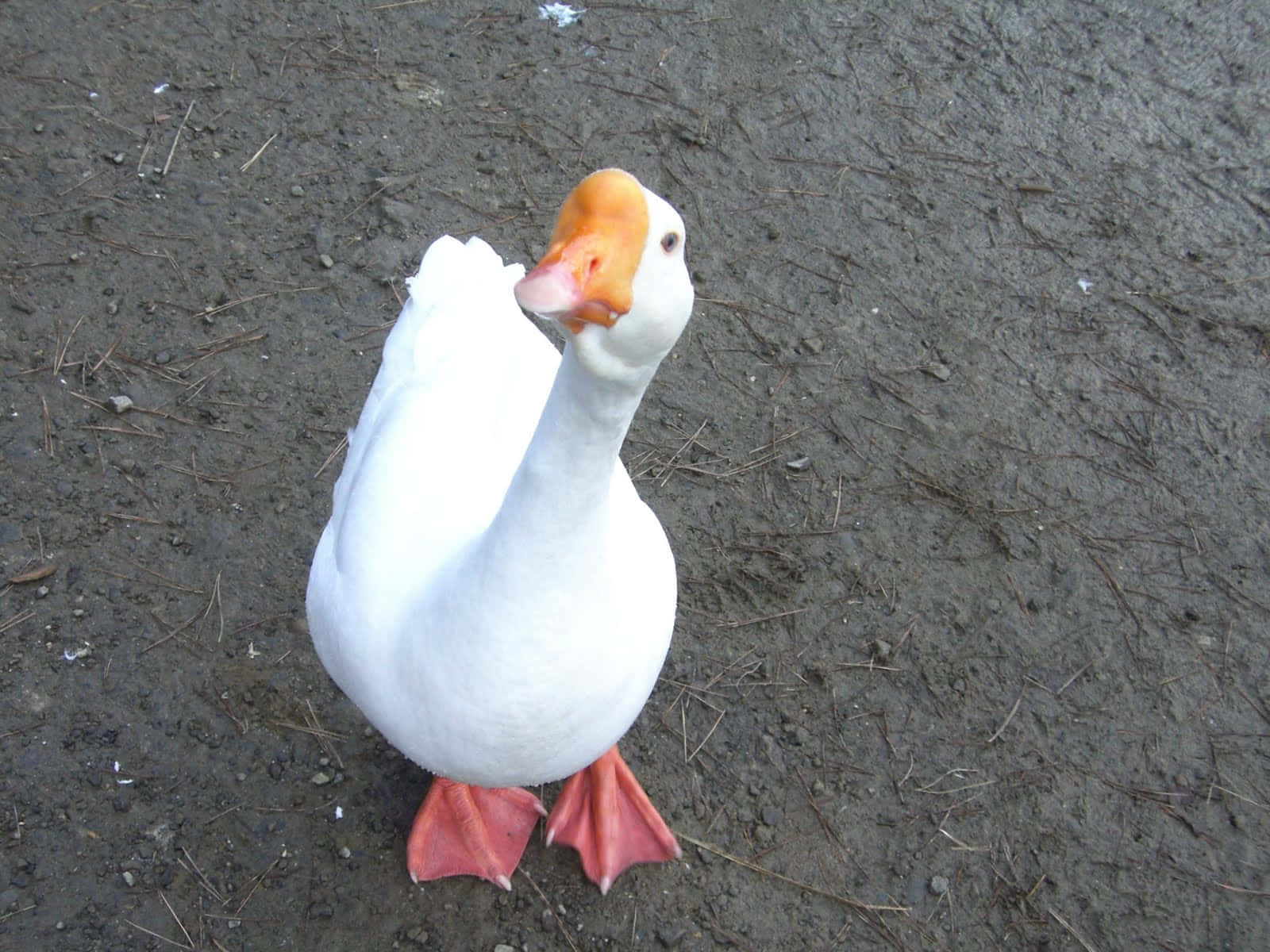 White Funny Goose Staring At Camera Wallpaper