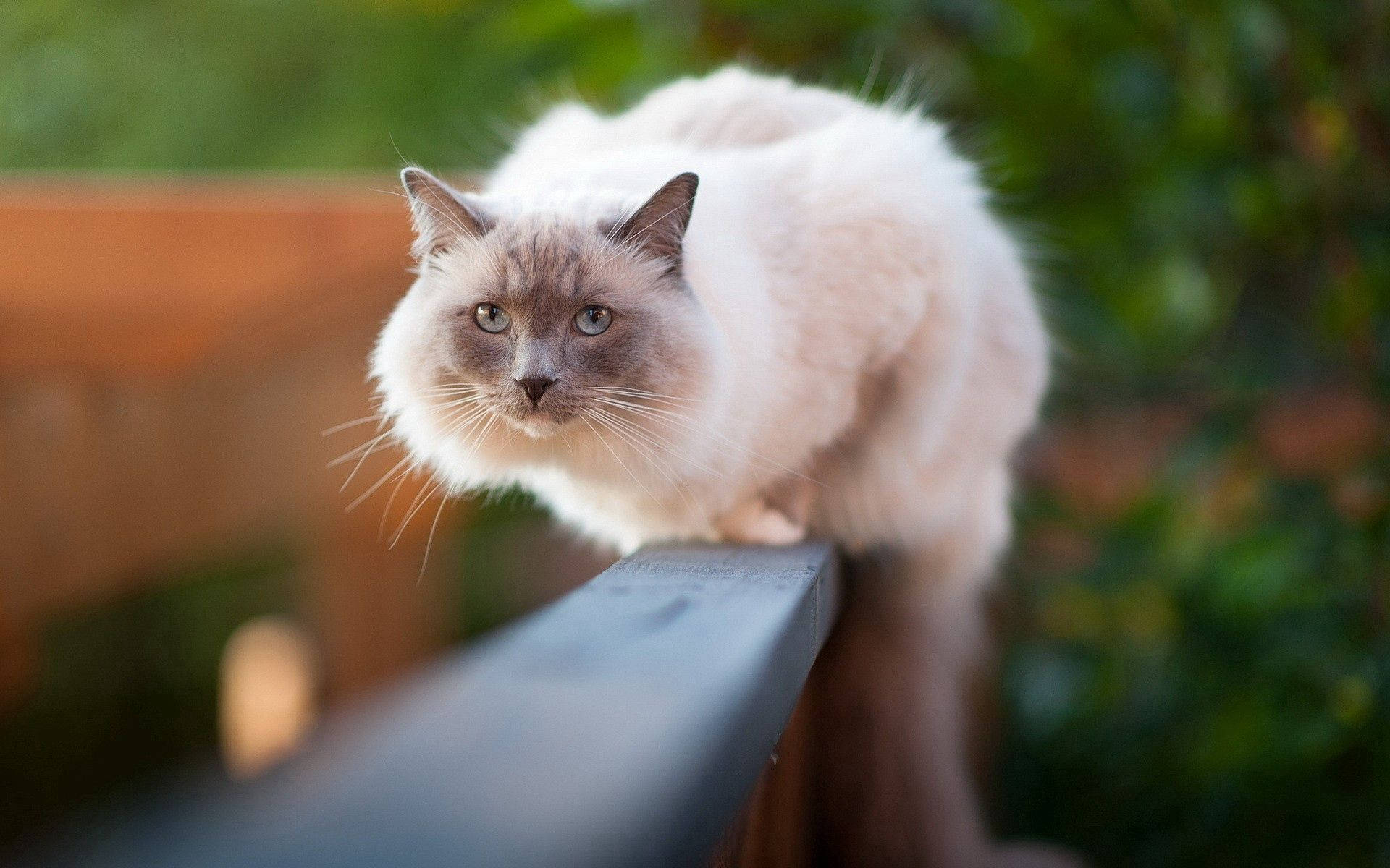 White Furry Cat On Fence Background