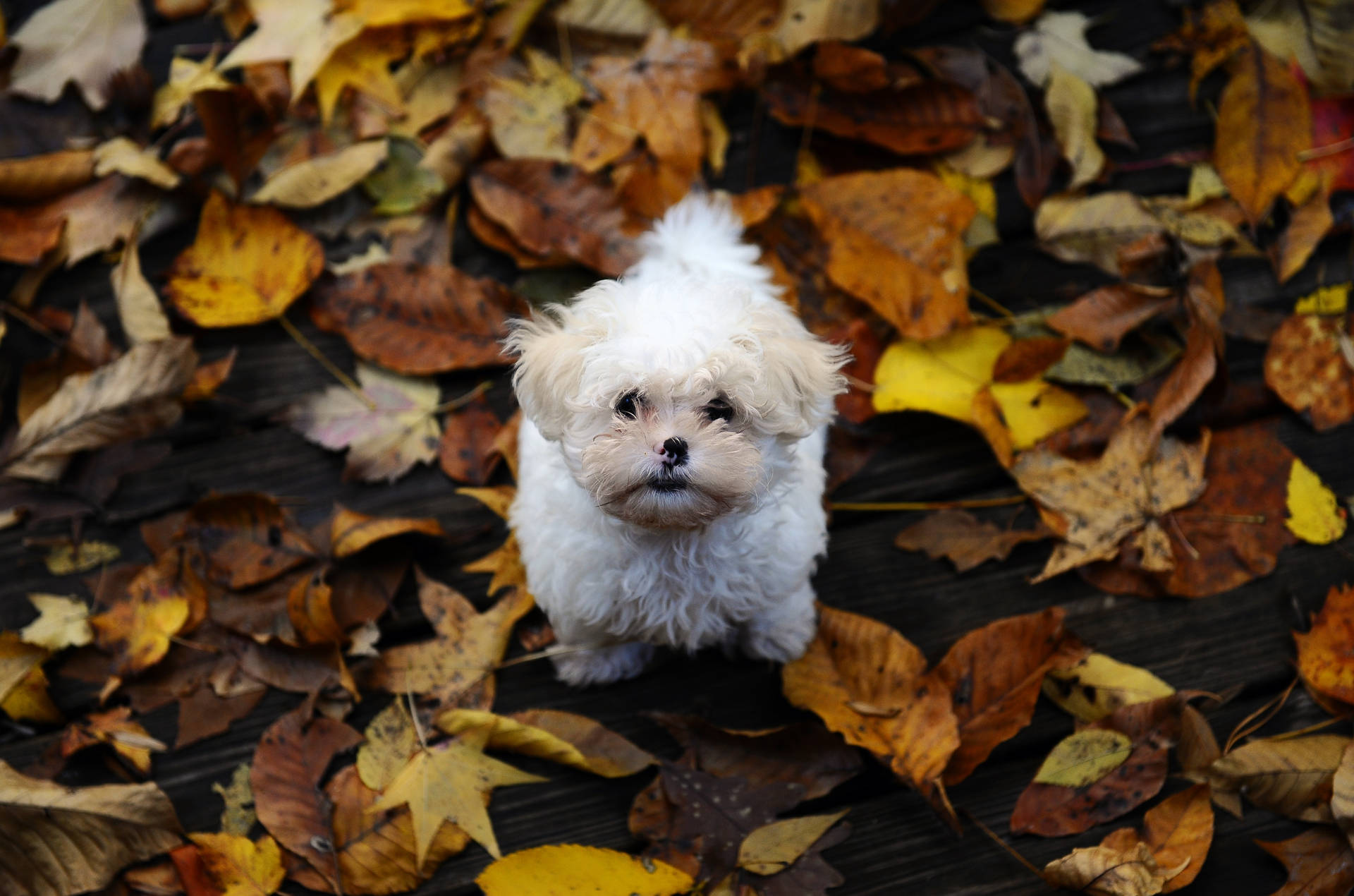 A fluffy, white puppy looks so full of life and joy! Wallpaper