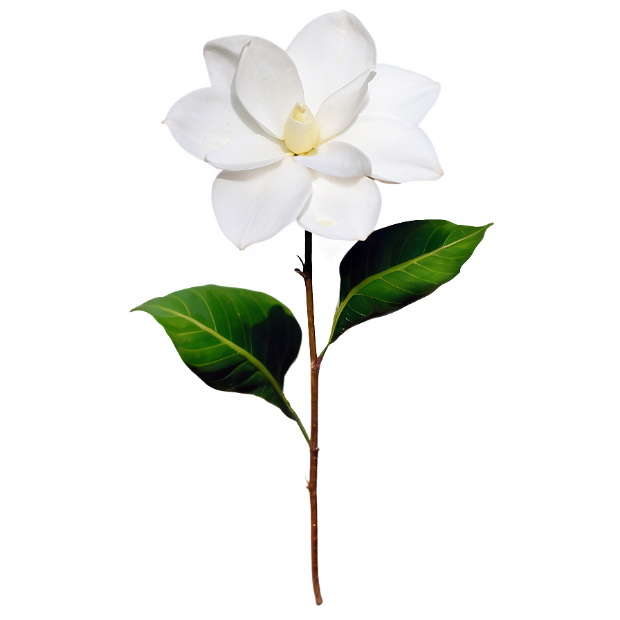 White Gardenias Flowers Png Bgd98 PNG