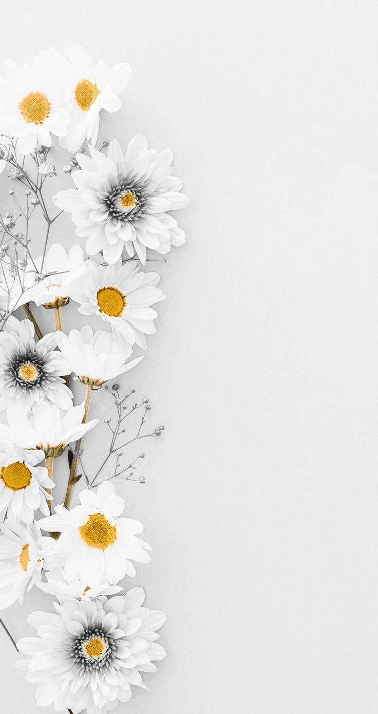 White Gerberas And Daisy Iphone Wallpaper