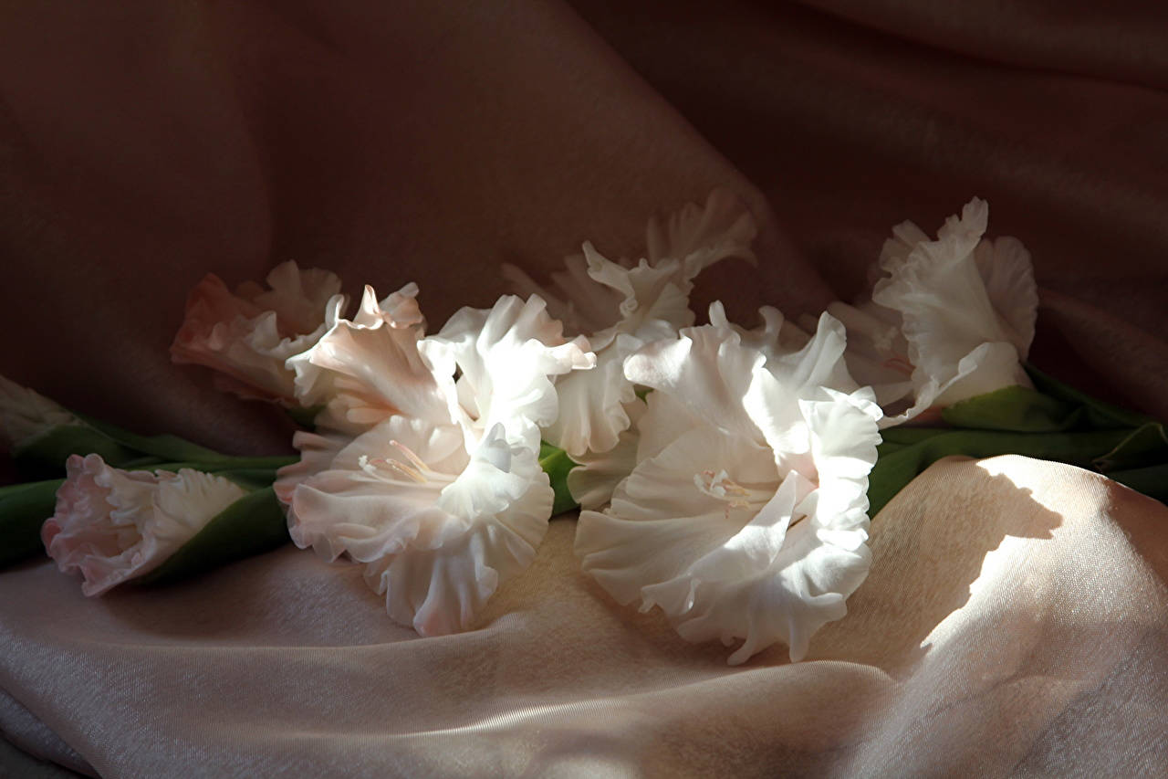 Striking Beauty of White Gladiolus Flowers Wallpaper