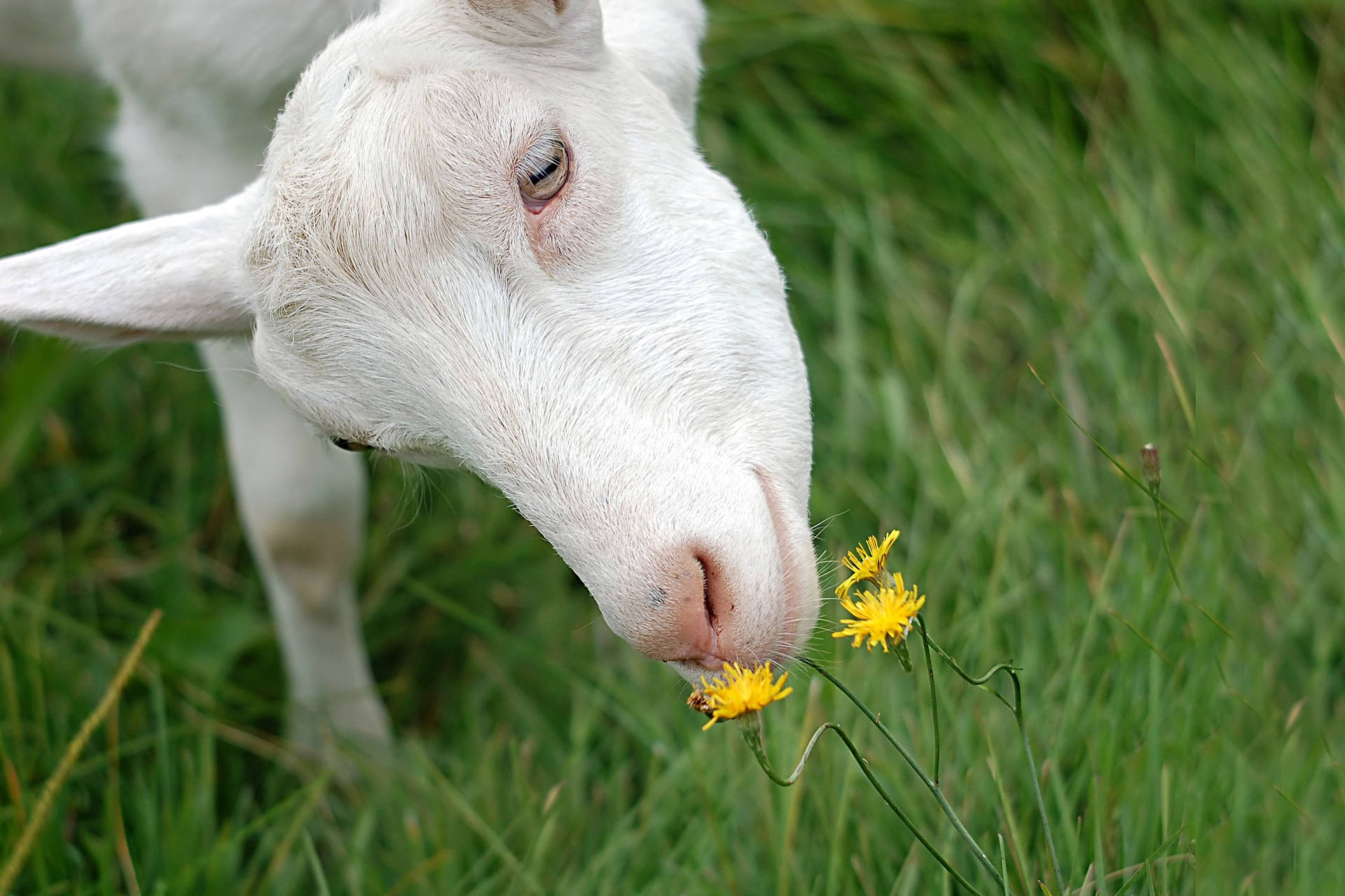 White Goat And Yellow Flower Wallpaper