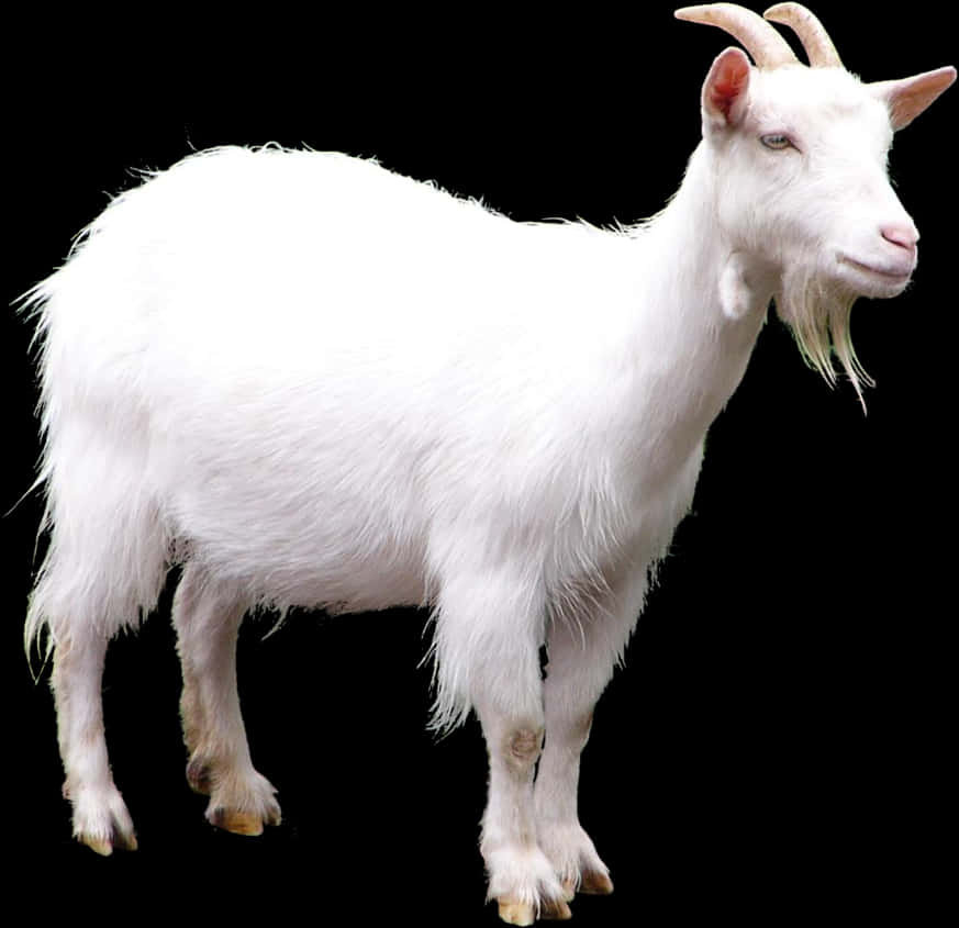 White Goat Black Background PNG