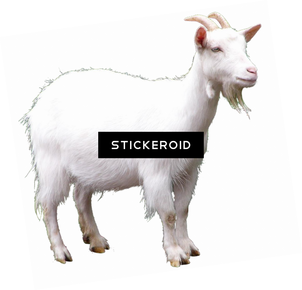 White Goat Black Background PNG