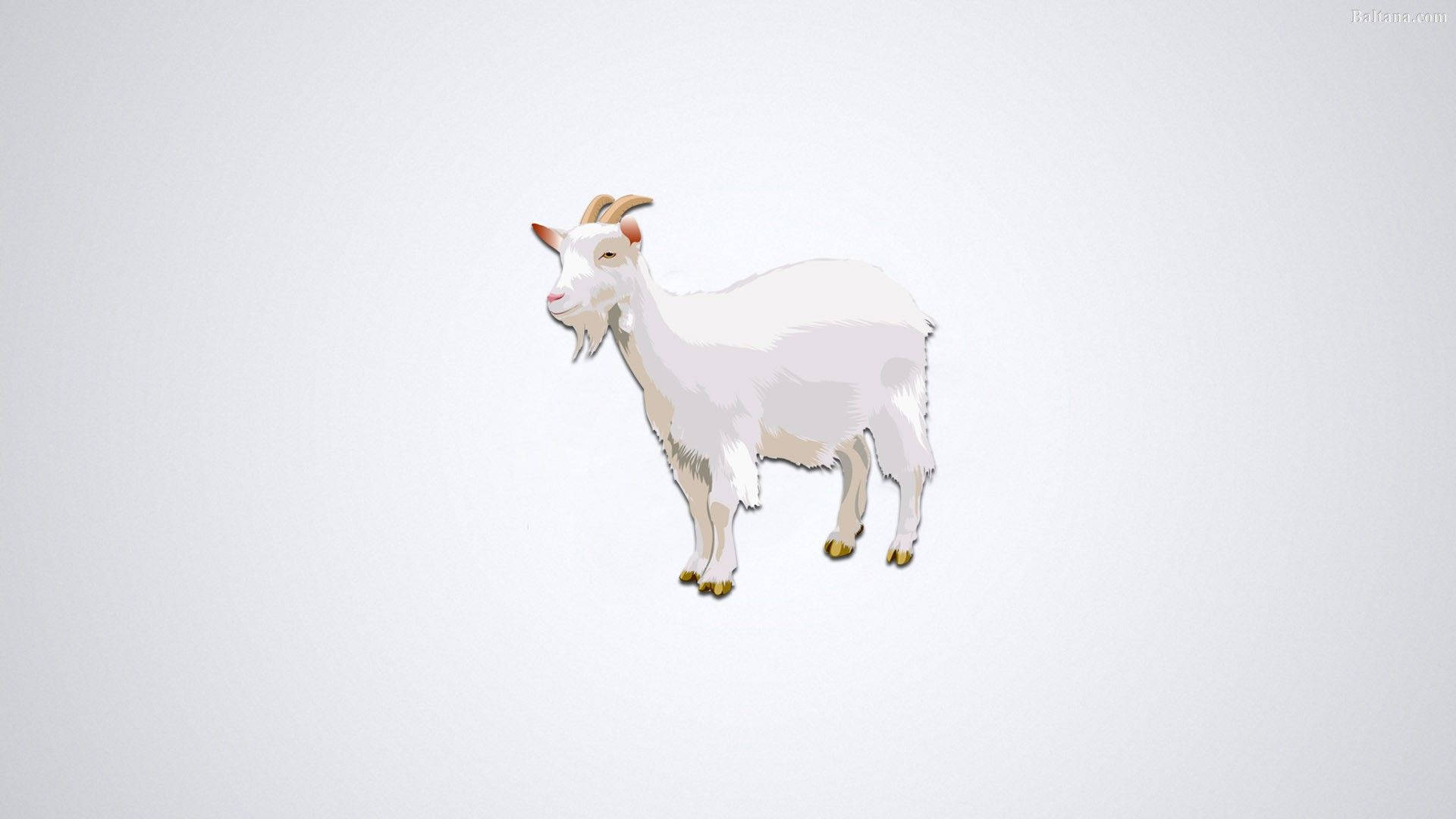 White Goat Digital Art Wallpaper