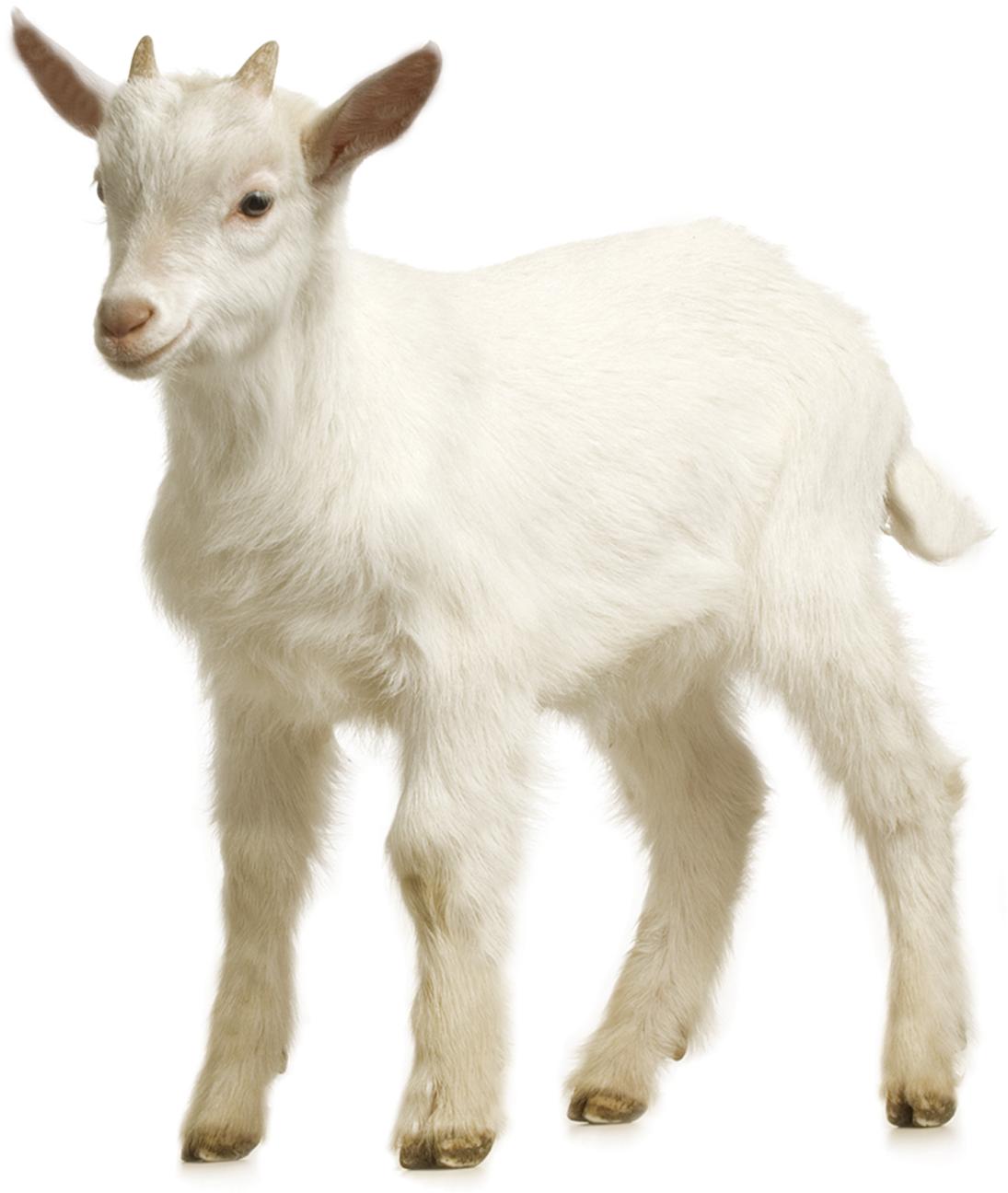 White Goat Kid Standing PNG