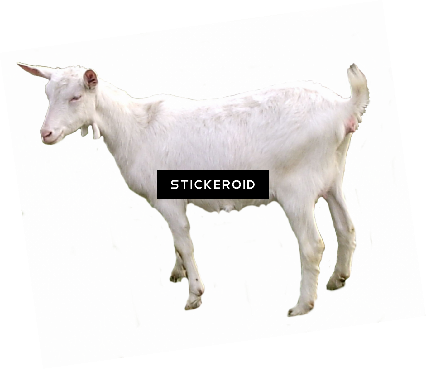 White Goat No Horns Cutout PNG