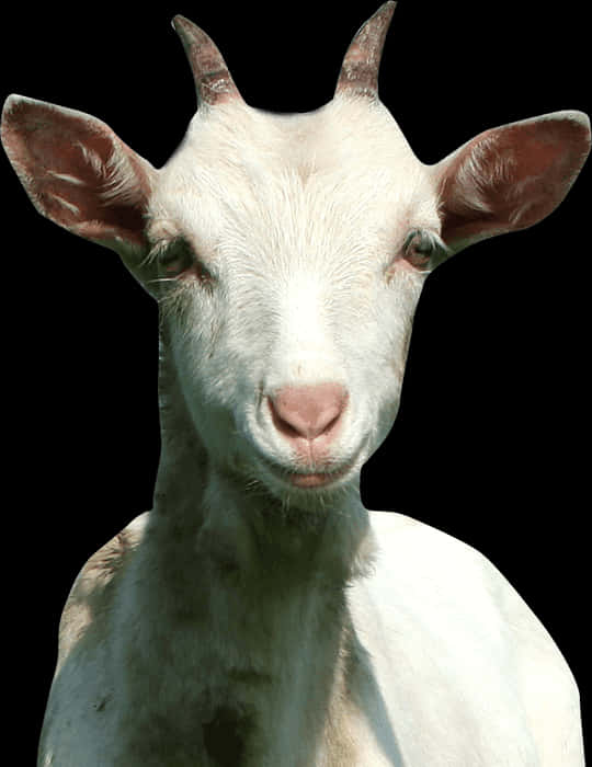 White Goat Portrait PNG
