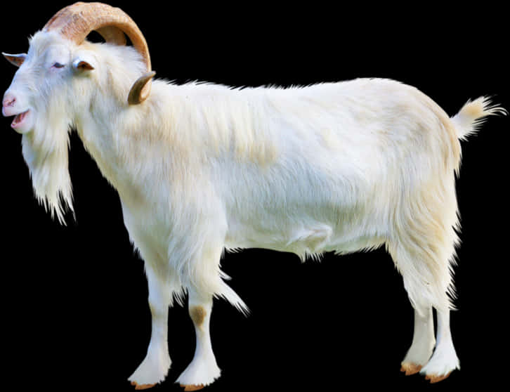 White Goat Profile Image PNG