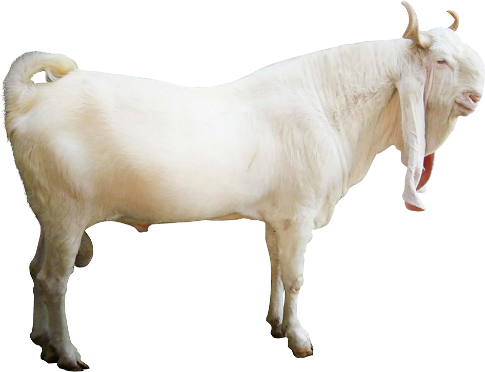 White Goat Standing Transparent Background.png PNG