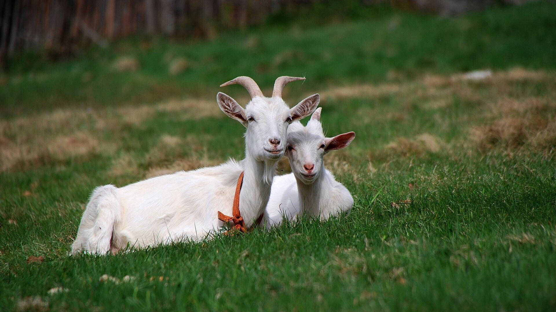 White Goats With Orange Collar Wallpaper