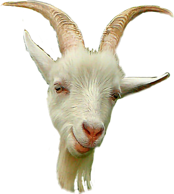 White Goatwith Curved Horns PNG