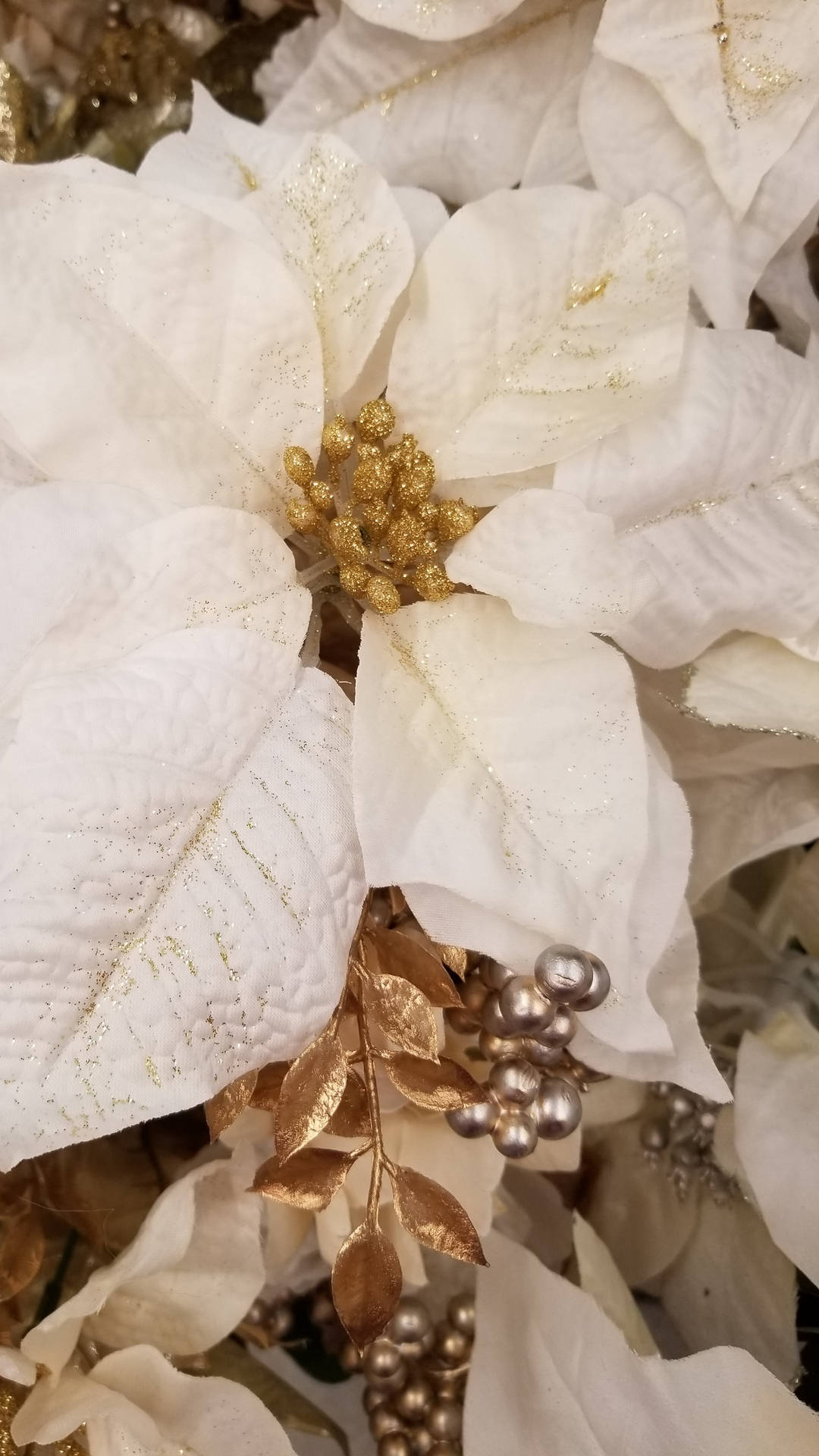White Gold Poinsettia