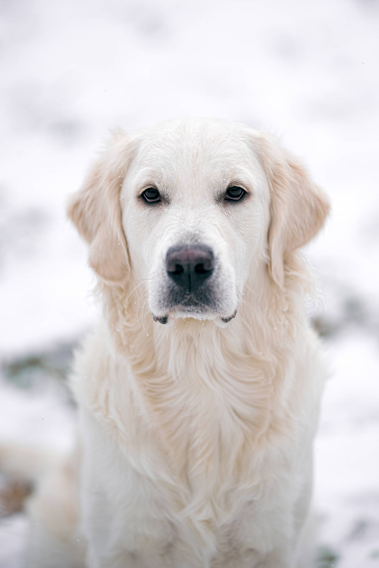 White Golden Retriever Dog Staring